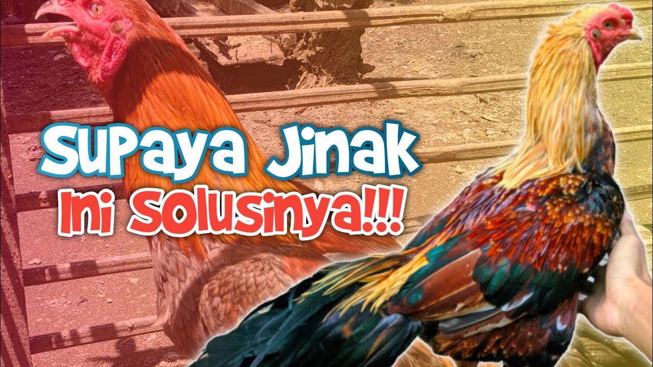 Cara Agar Ayam Jinak | Tips Agar Ayam Jinak