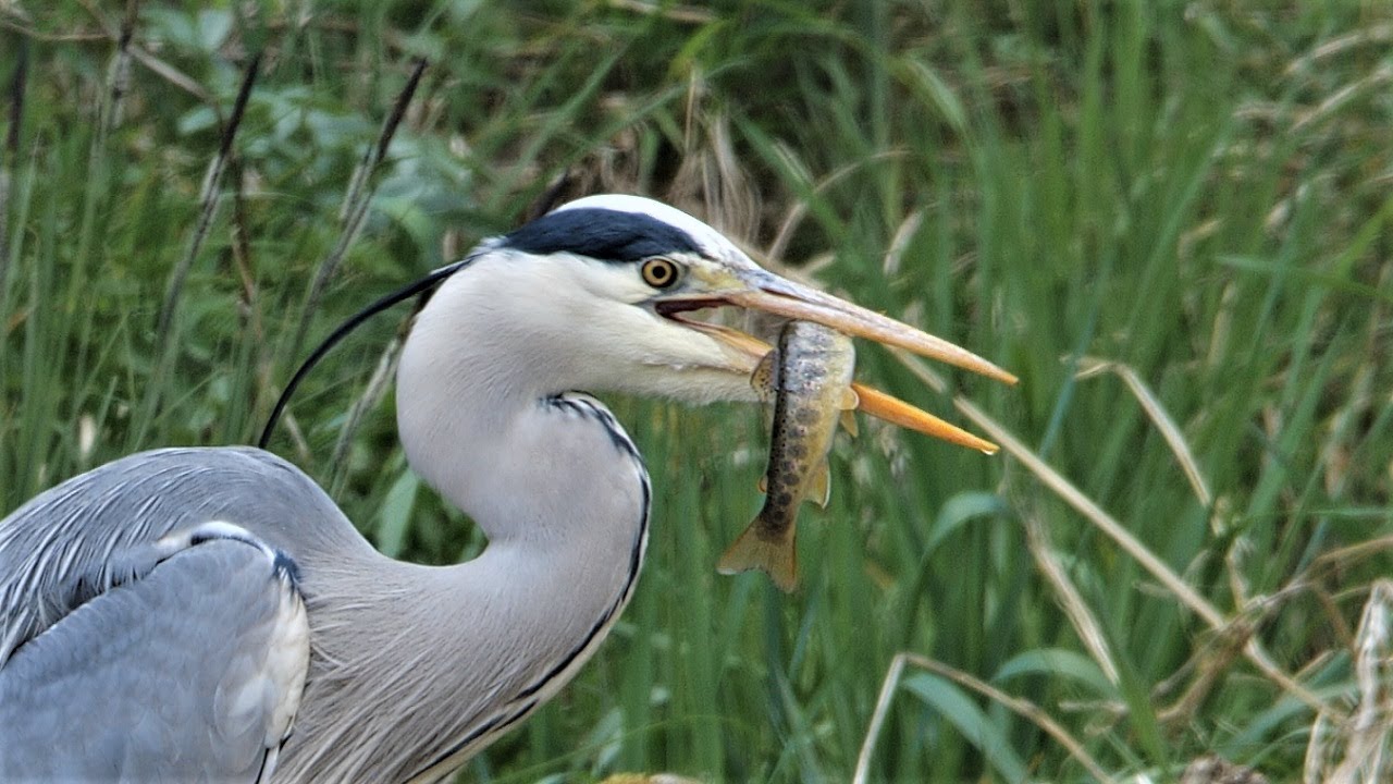 Gray heron catches a trout / Graureiher f&auml;ngt eine Forelle