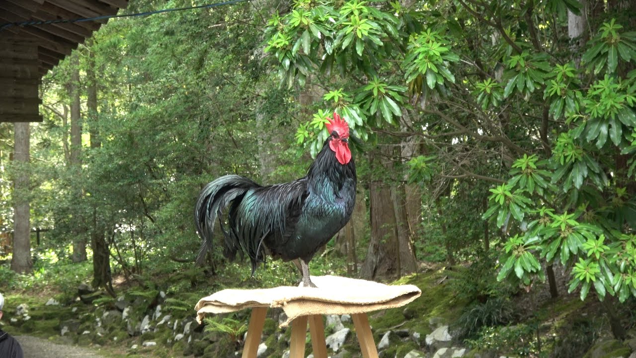4K 長鳴き鶏鳴き合わせ会 彌彦神社絵馬殿 右側 2017-05-04