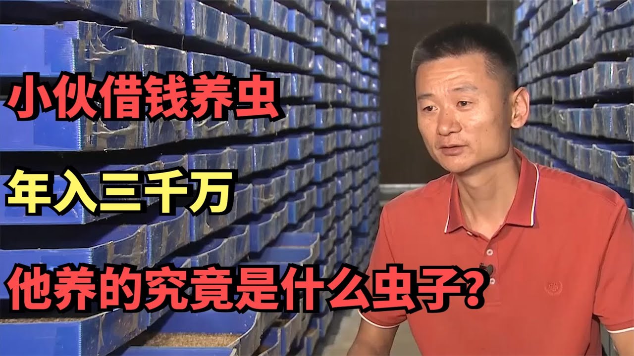 小伙借钱养虫，年入三千万，他养的究竟是什么虫子？
