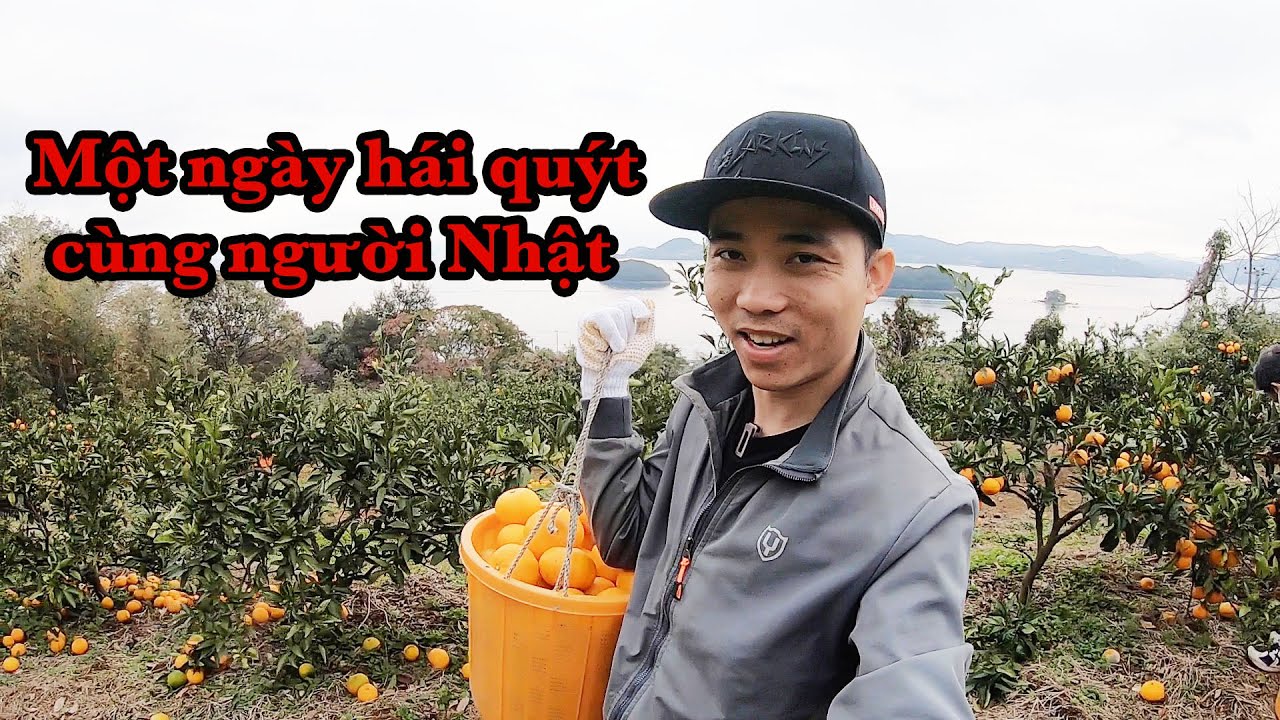Một Ngày Hái Quýt Cùng Người Nhật|| Lao Động Nhật Bản|| HoangPhuc JP- Cuộc Sống Nhật