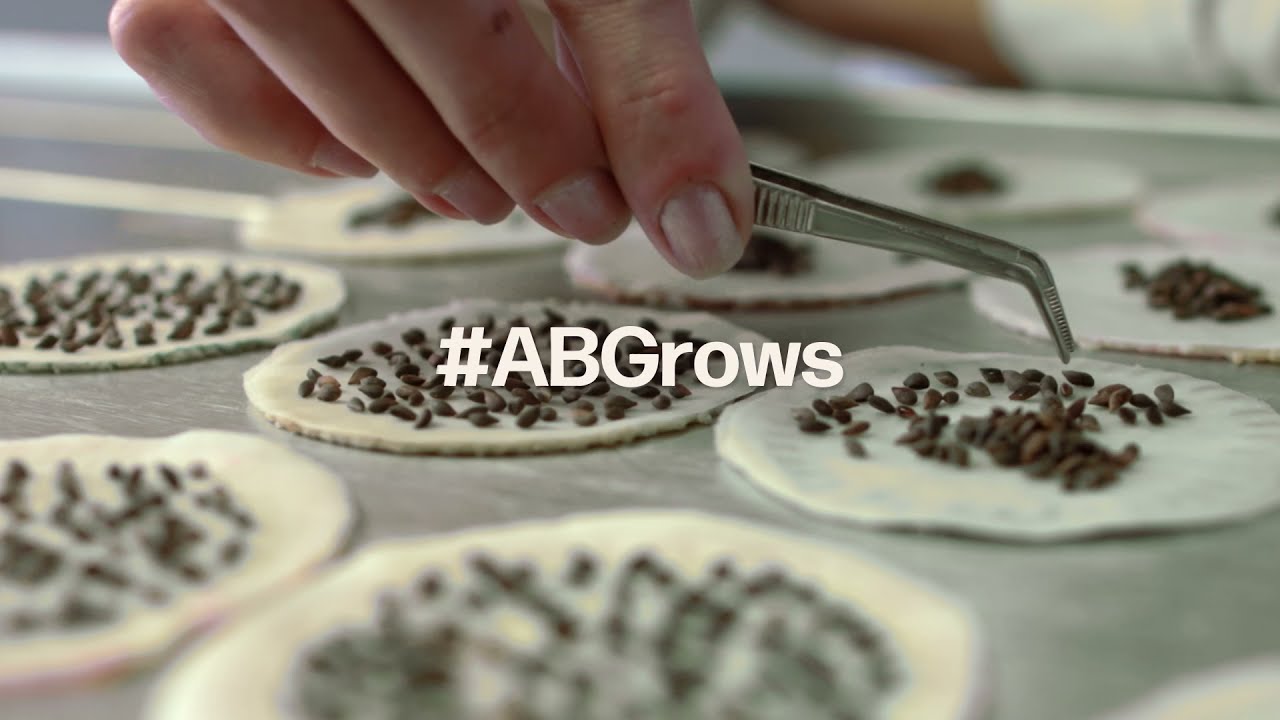 Alberta Seed Growers | #ABGrows