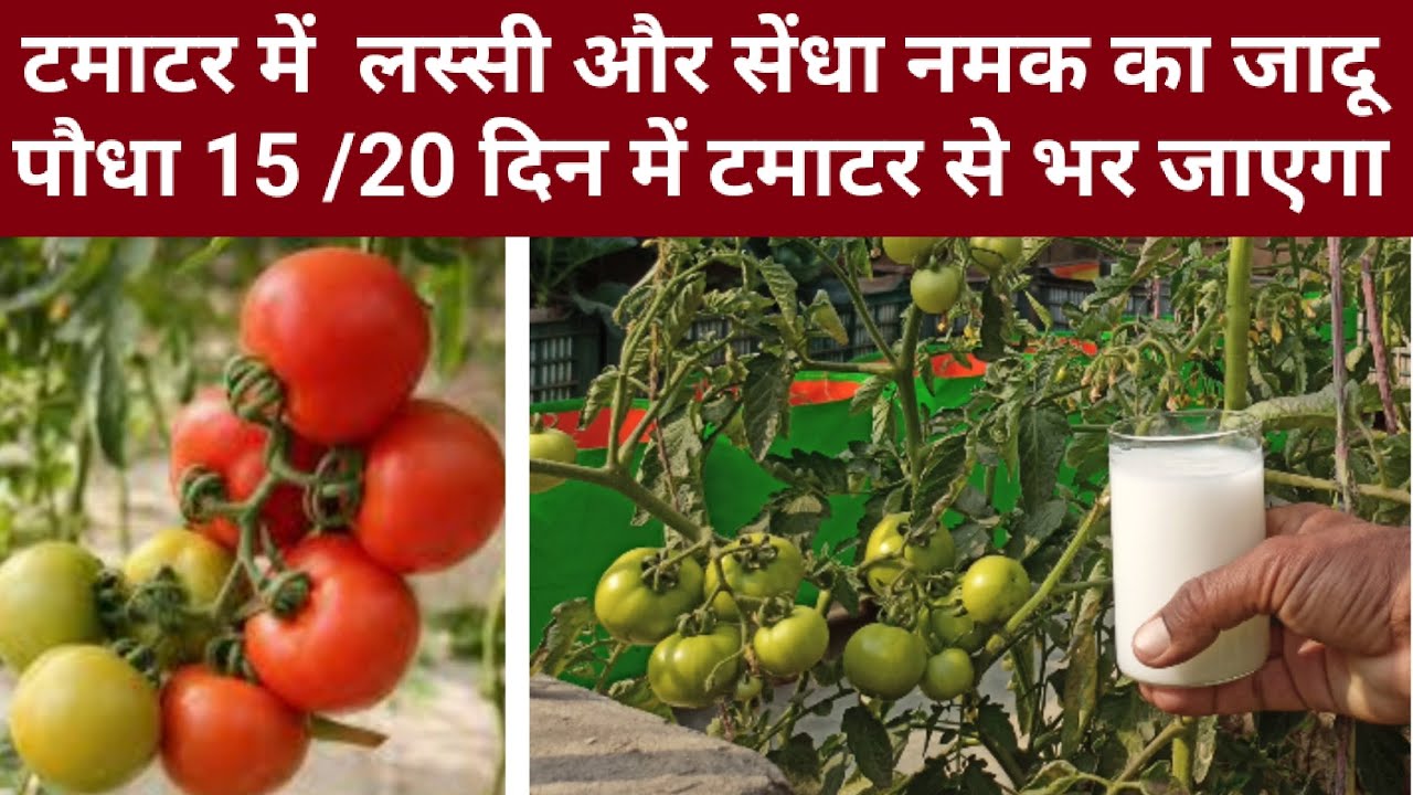 टमाटर में लस्सी और सेंधा नमक का जादू पौधा 15 / 20 दिन में टमाटर से भर जाएगा।तोड़ते तोड़ते थक जाओगे।