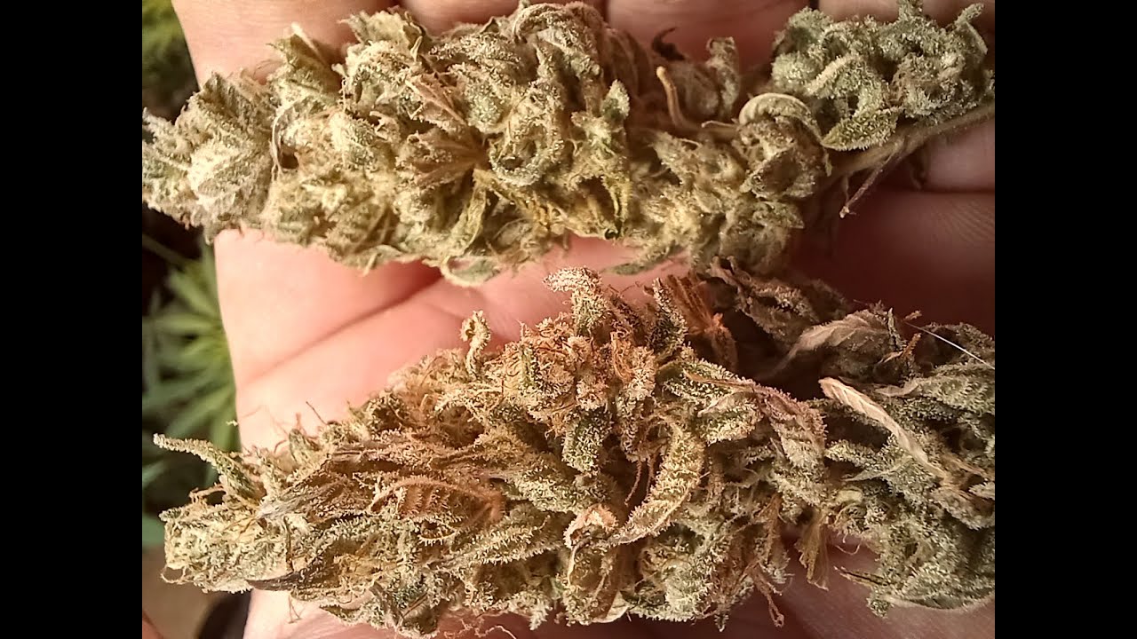 Weed Review #113 Purple Crack x Sour Cherry Glue From Diesel Junkie