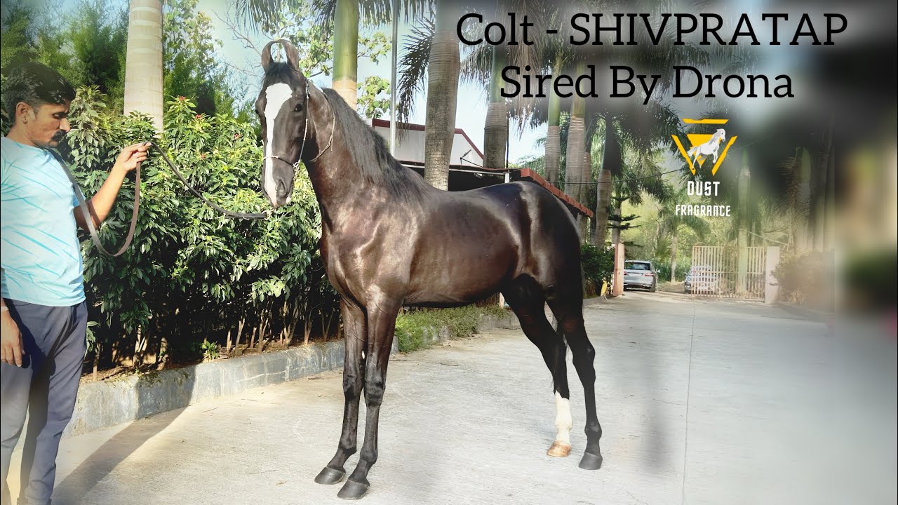 घोड़ो की सेवा तहे दिल से हो तो घोड़े आपको सब देते है Lagad Brothers Stud Farm Pune