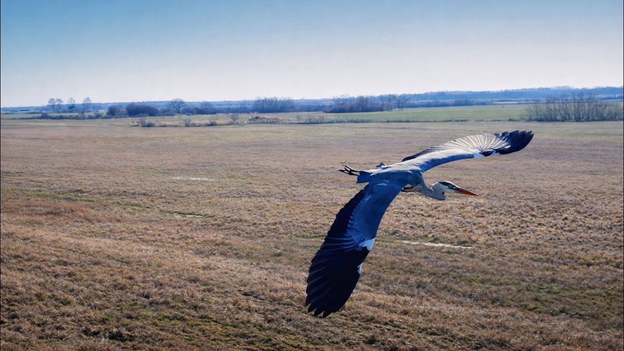 Gray heron