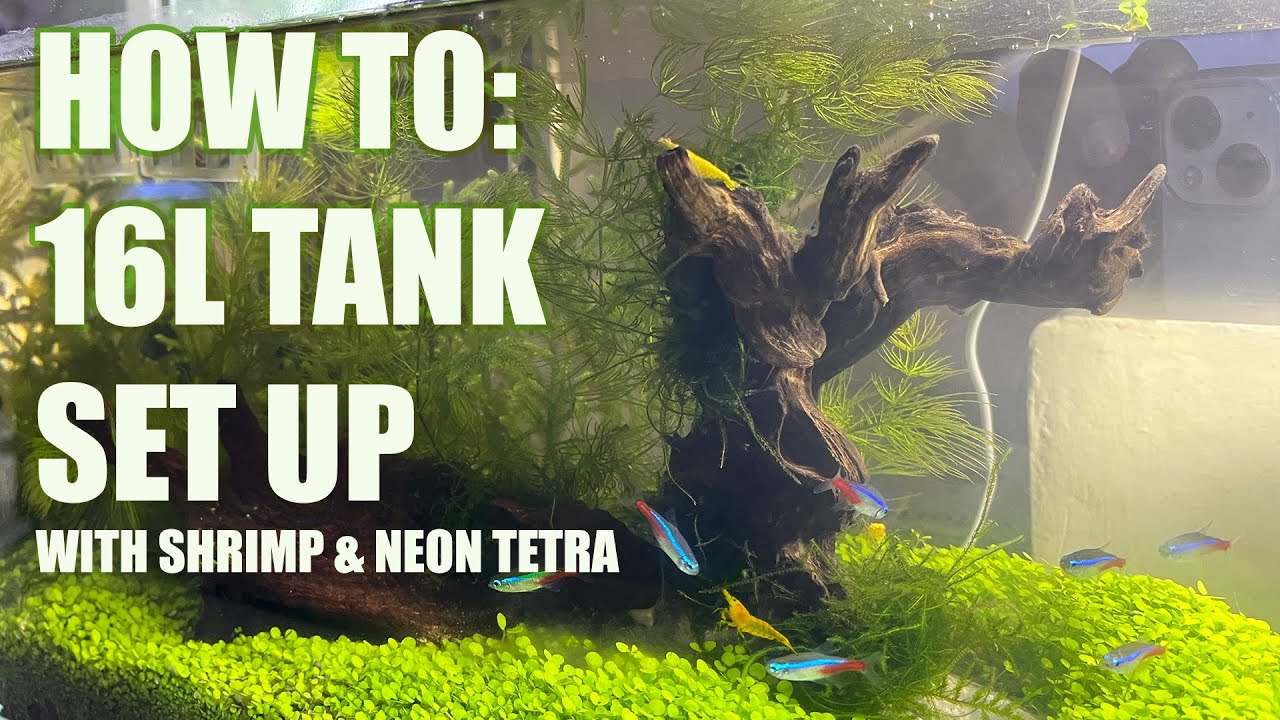How to Set Up a 16-Liter Fish Tank with Aquatic Plants, Neo Caridina Shrimp, and Neon Tetras