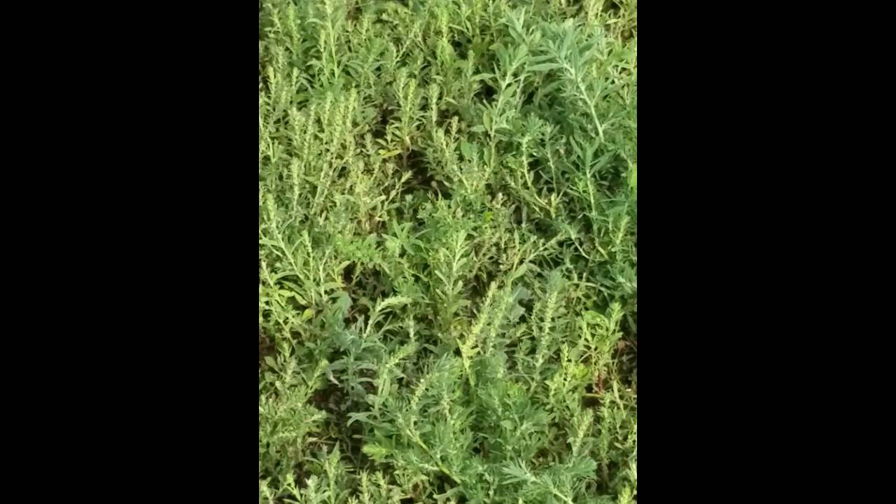 Stepping on a huge ant pile
