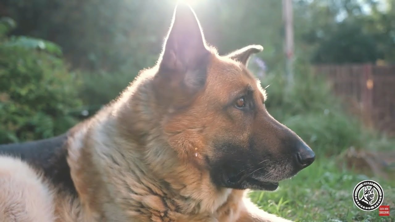 An in-depth look into German Shepherd Body Language German Shepherd intelligence ￼