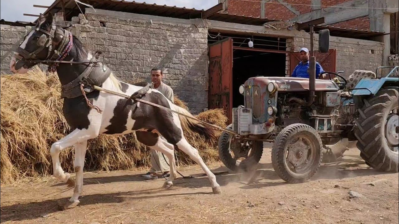 اقوي خيل فلسطيني حر شد الجرار كأنه بيشد عربيه كارو هاتتفاجئ لما تعرف سعره