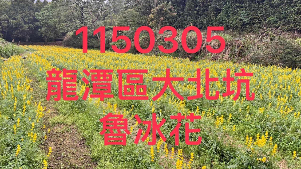 1150305 桃園龍潭區大北坑 魯冰花