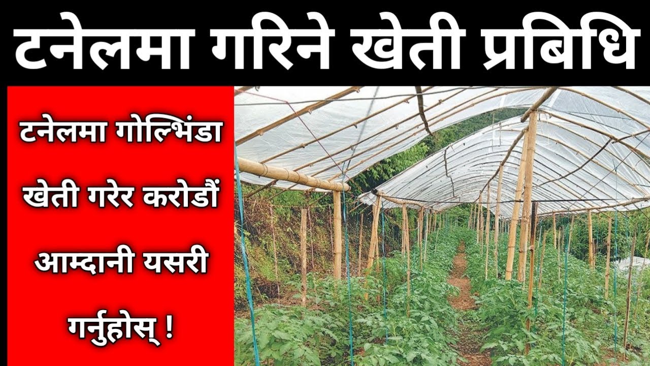 टनेलमा हरेक दिन २५ टन गोलभेडा उत्पादन गर्ने काठमाडौंको सबैभन्दा ठूलो गोलभेडा खेती @KrishiSandesh