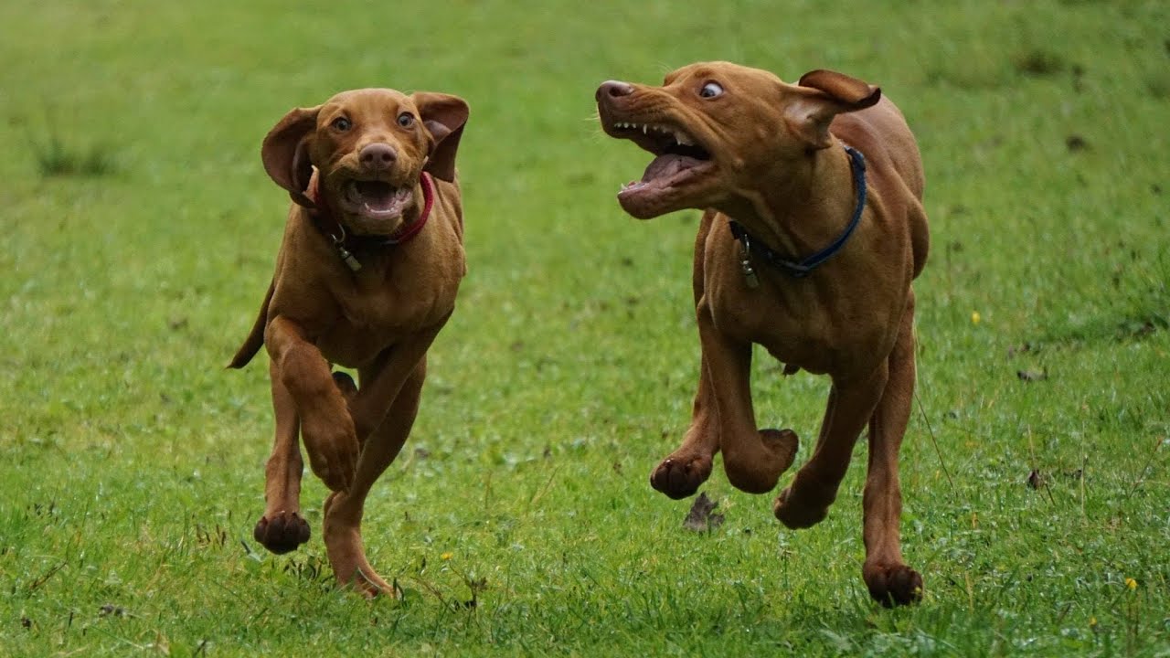 AMAZING Vizsla SWIM