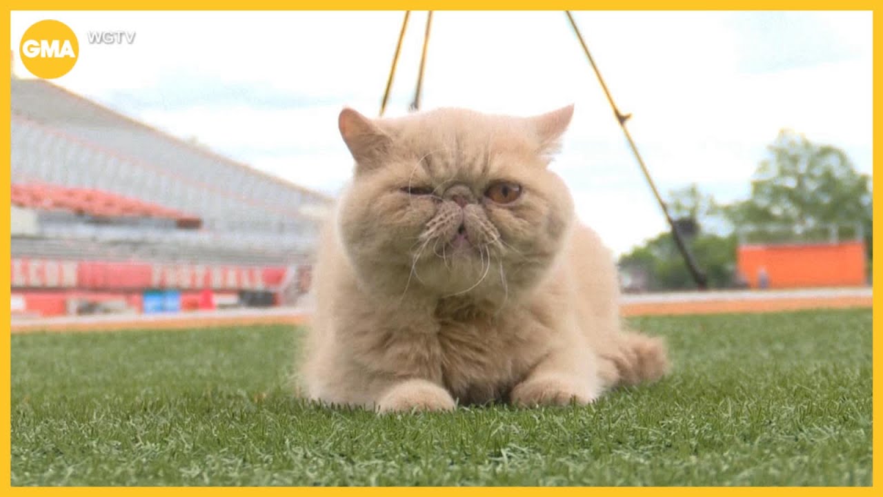Meet Pudge, the viral sensation of college football