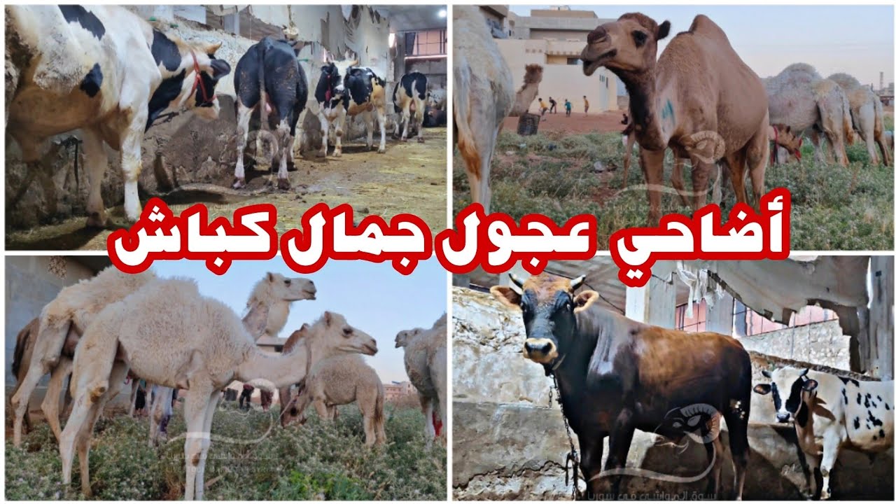 أضاحي كباش أوزان 100 kg / عجول أوزان 600 kg / جمال و نوق أوزان 700 kg || مربط أبو محمد حج ويس