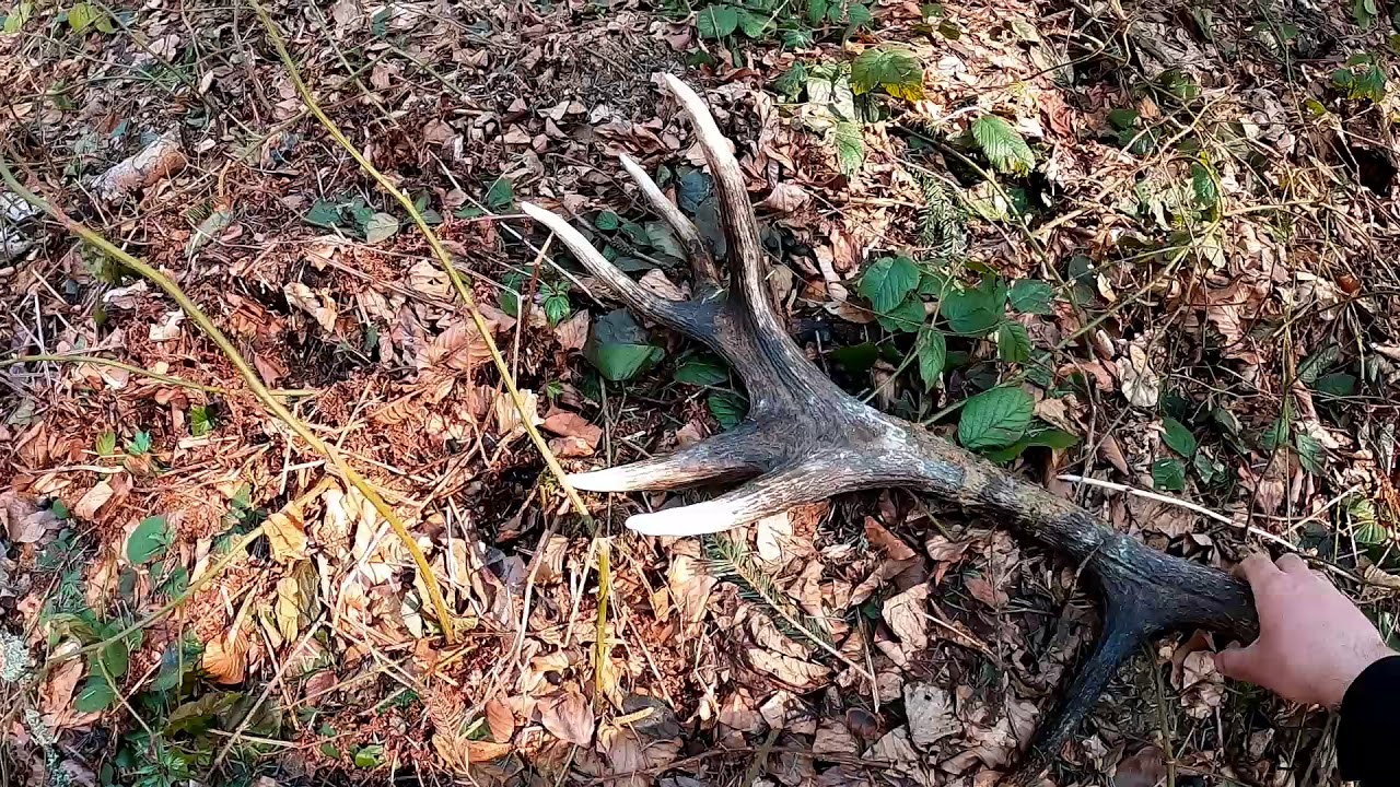 zrzuty 2020 piękny 14-stak Karpaty (agancs parohy antlers palchi оленьи рога)