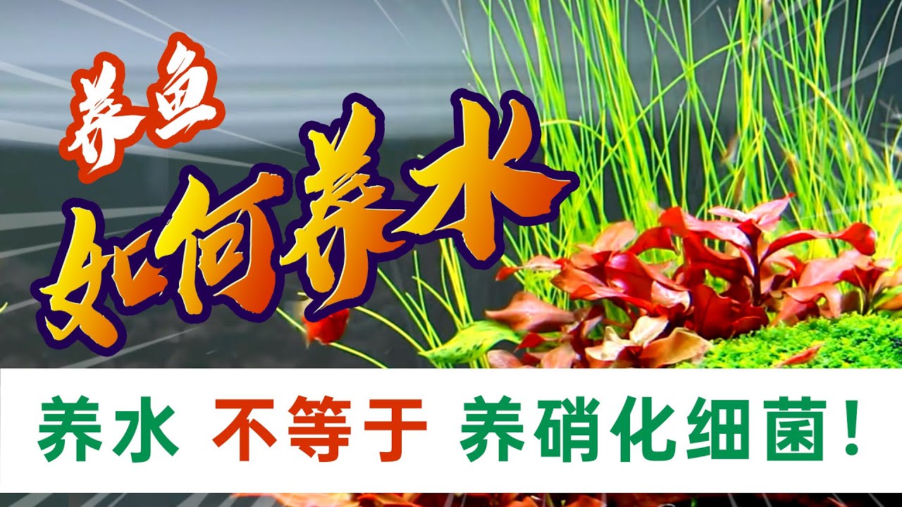 不要幼稚的以为“养水只是硝化细菌” 我来告诉你养水到底养什么