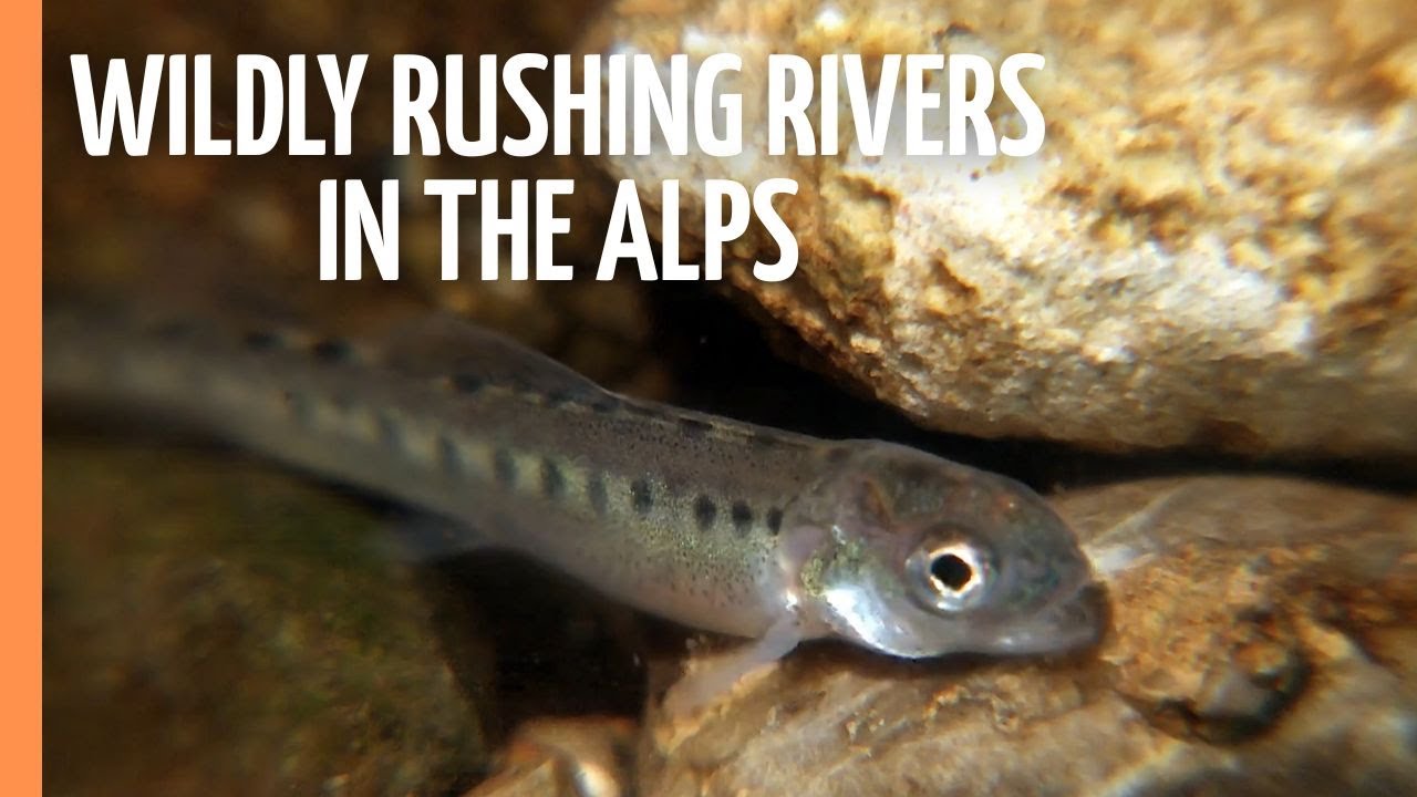 Wildly rushing rivers in the Alps | Full Documentary