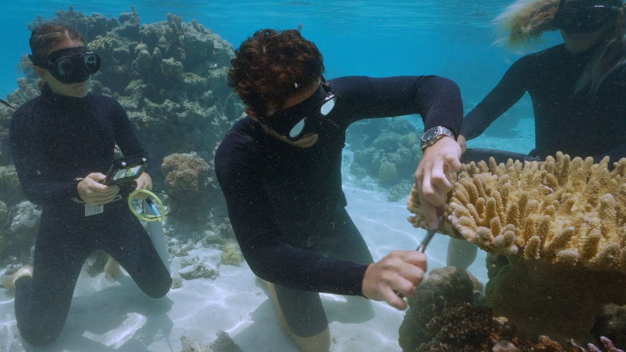 Rolex Perpetual Planet Initiative – Coral Gardeners: Restoring the Reef – Ep. 2