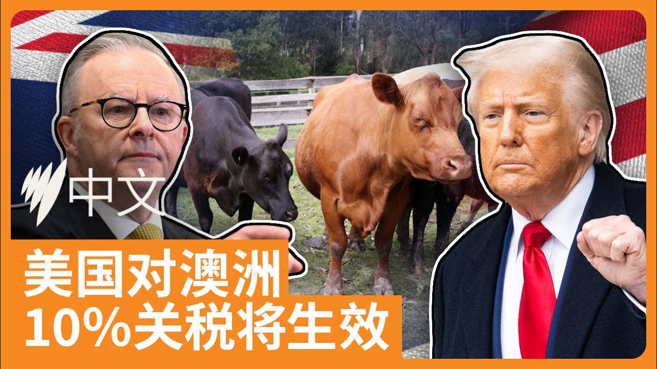 美国对澳大利亚实施10%关税，澳洲牛肉出口面临挑战 |SBS中文
