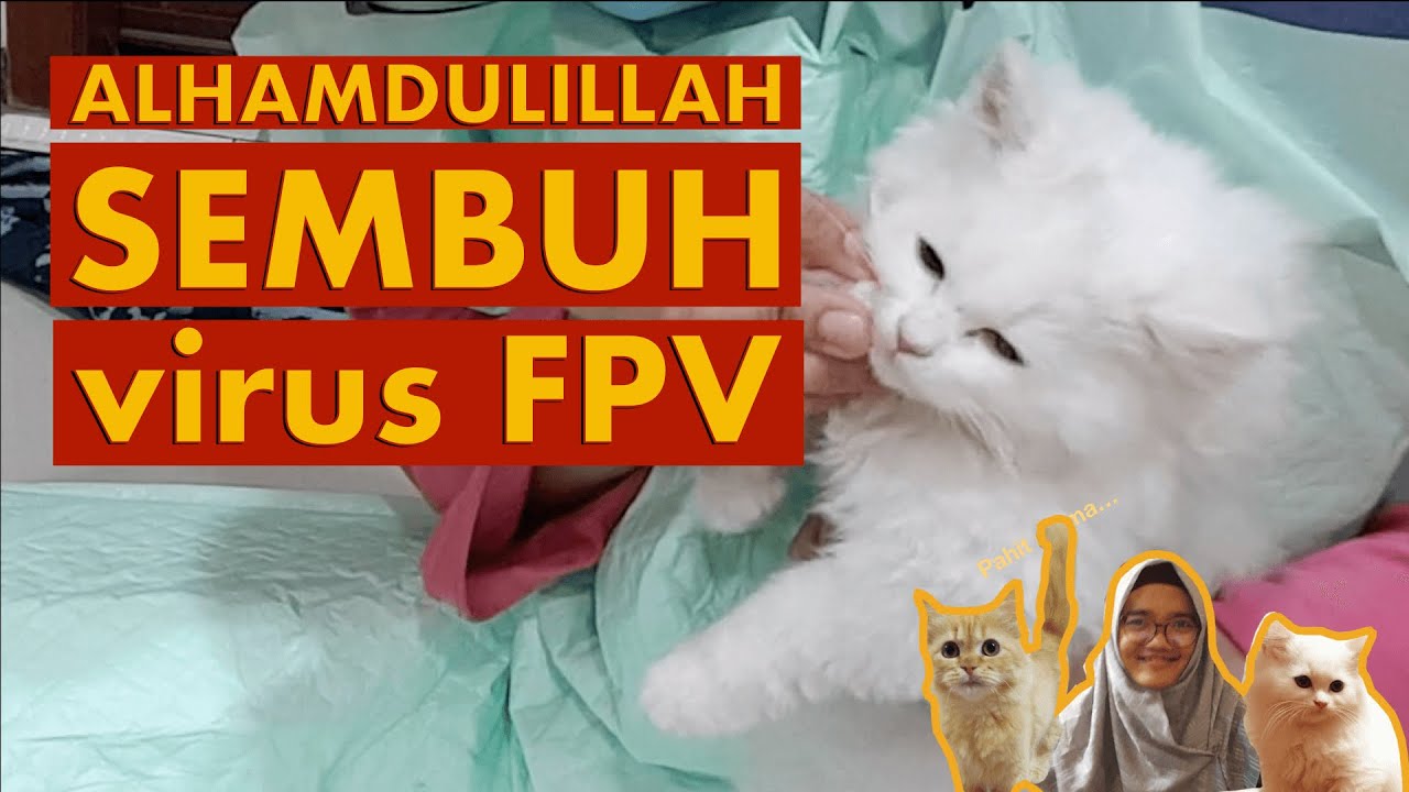 Cara Mengobati Kucing Yang Terkena Virus - Obat Kucing Virus Panleukopenia,Awas‼️Virus Mematikan