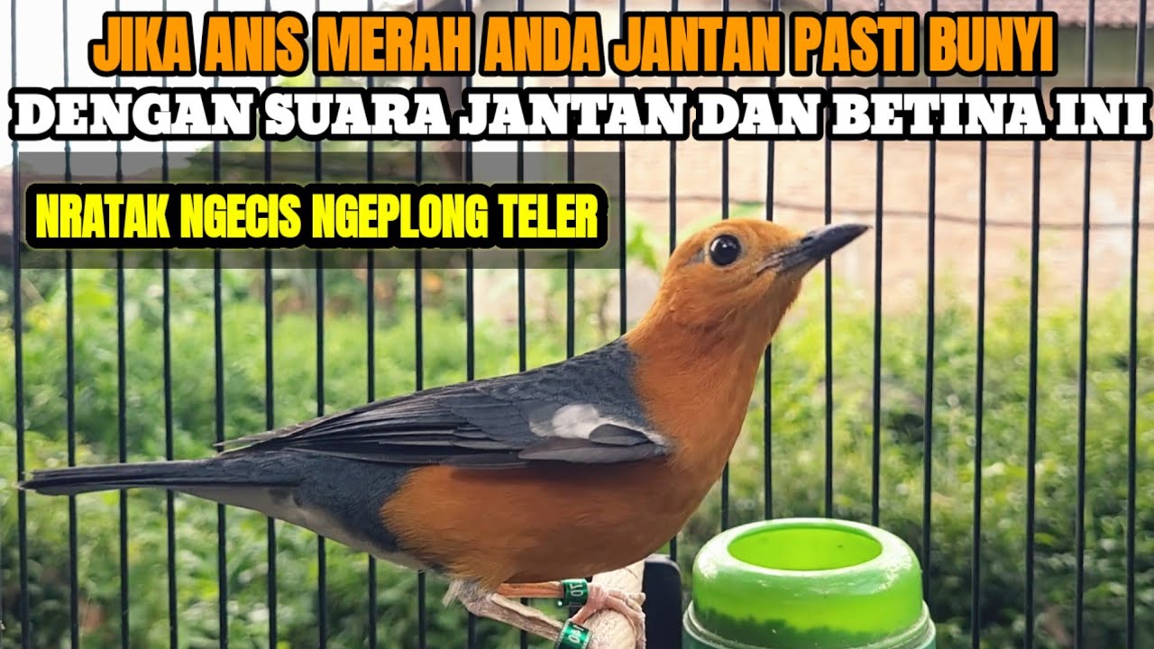 100% AMPUH MERANGSANG ANIS MERAH AGAR CEPAT GACOR DENGAN SUARA BETINA INI