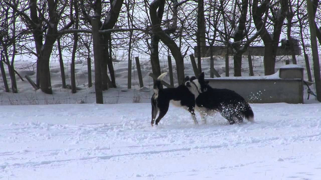 Border Collie Rescue - Fun with Shep and Tiger.