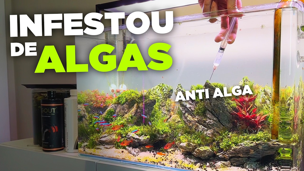 MEU AQUÁRIO DEU SURTO DE ALGAS, TRATAMENTO COMPLETO!