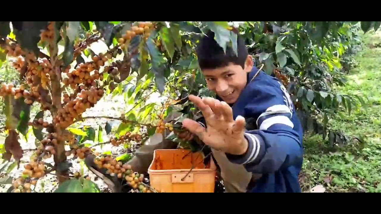 Cosecha de Café resistente a la Roya (Catuaí Amarillo).