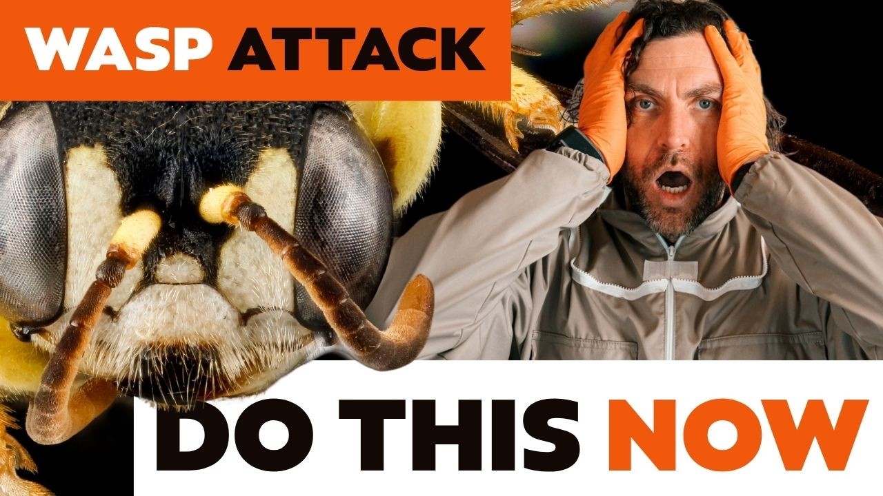 Prevent Wasp Attacks On Beehives - How To Stop Wasps Robbing Your Bees And Protect Weak Colonies