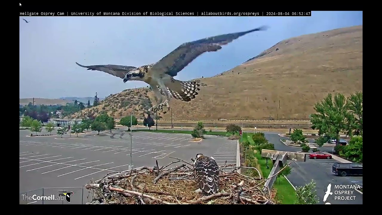 Hellgate Osprey - Sum-eh's Beautiful, Sustained 