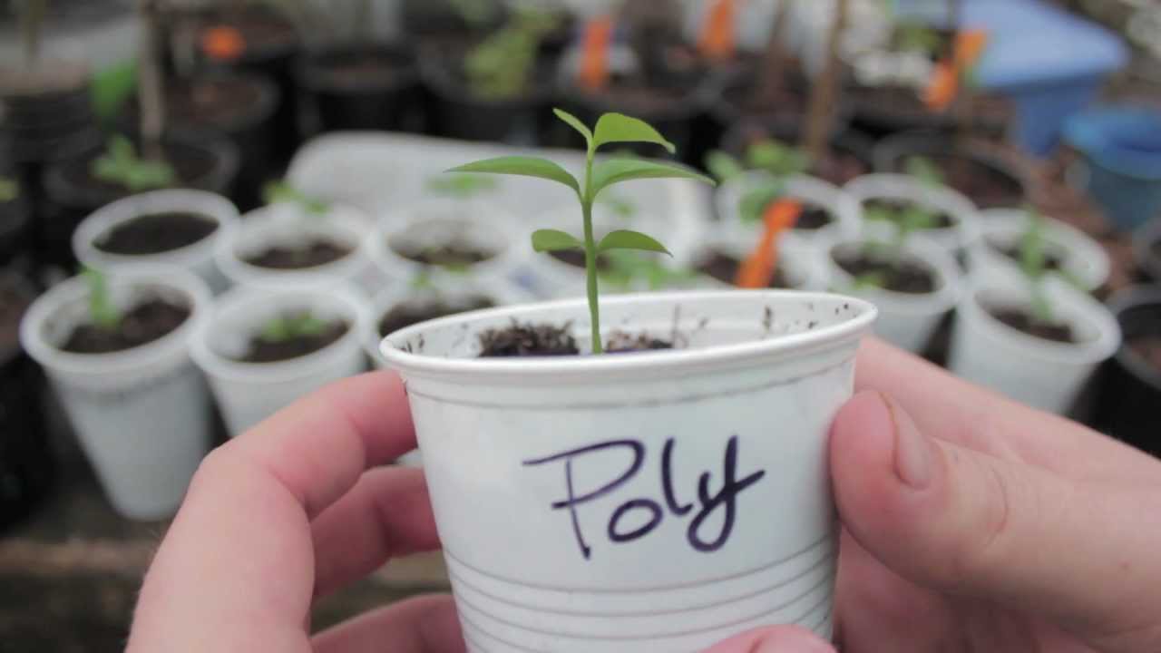 Вырастите цитрусовые из семян! (Лаймовые деревья) — Grow Everything — Эпизод 1