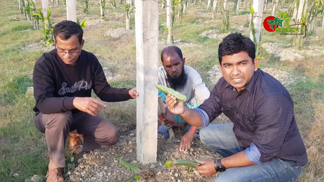 ড্রাগন ফল(Dragon fruit): চারা কোথায় পাবেন, চাষ পদ্ধতি ও বিভিন্ন জাত(৪র্থ পর্ব)