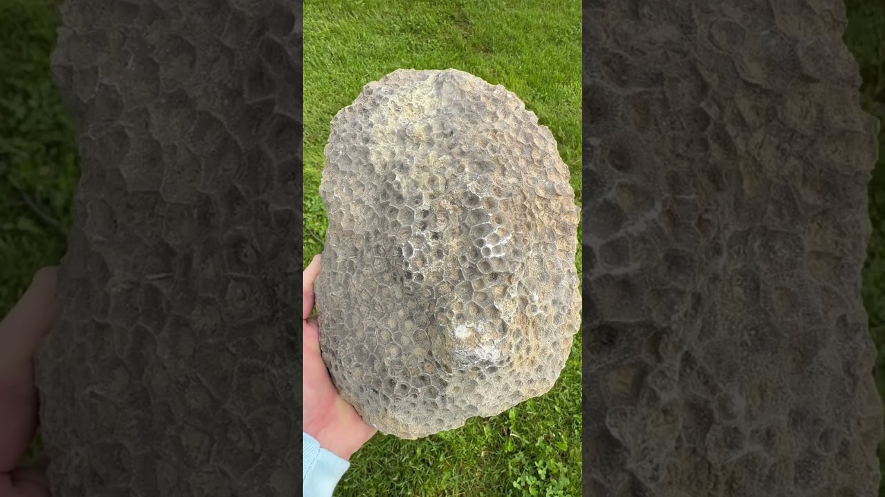 Petoskey Stones, Lake Michigan. #petoskey #stones #fossils