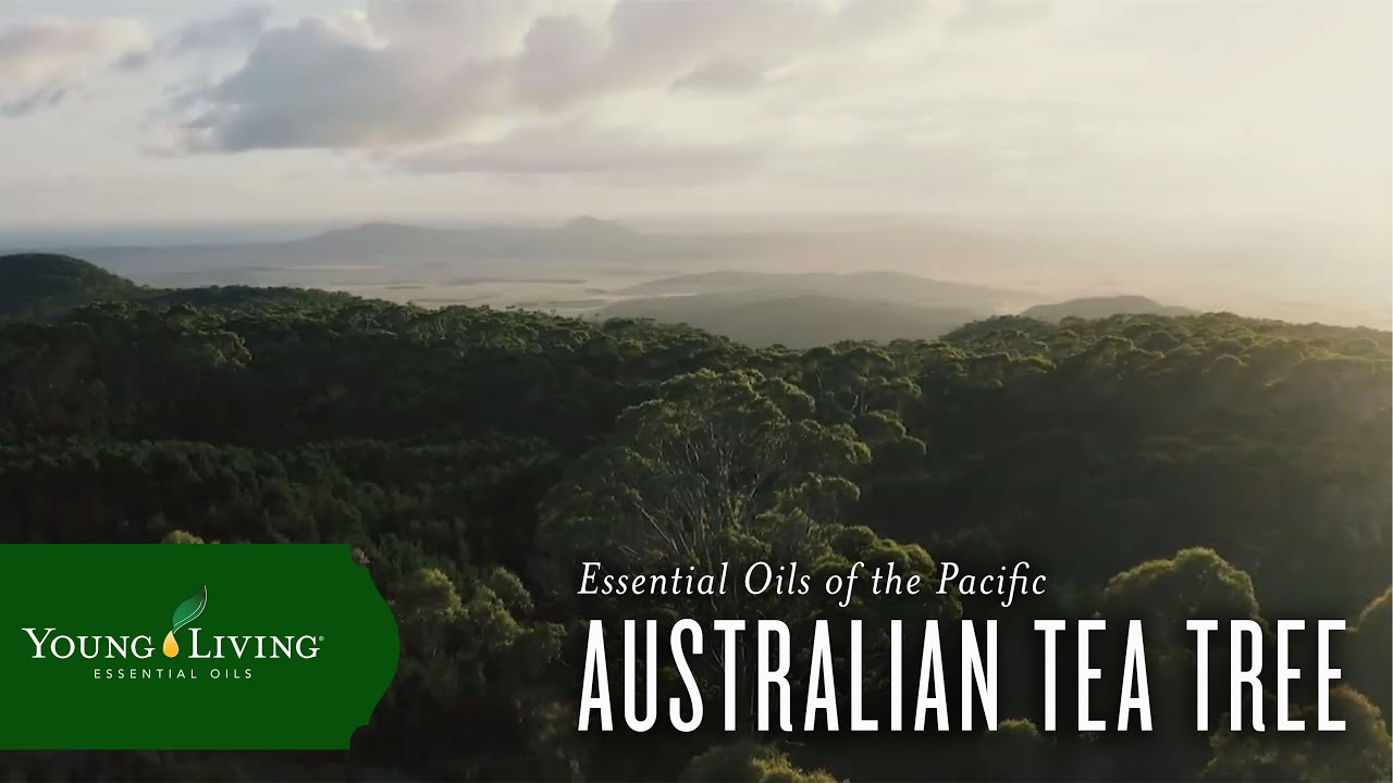Essential Oils of the Pacific Australian Tea Tree