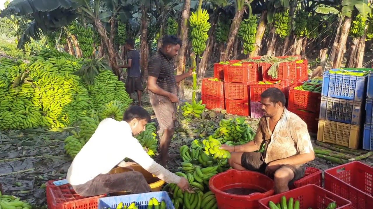 90- लगातार हो रही है केले की कटिंग युवा किसान रोशन भाई सुल्तानपुर || kela kheti || Banana Farming ||