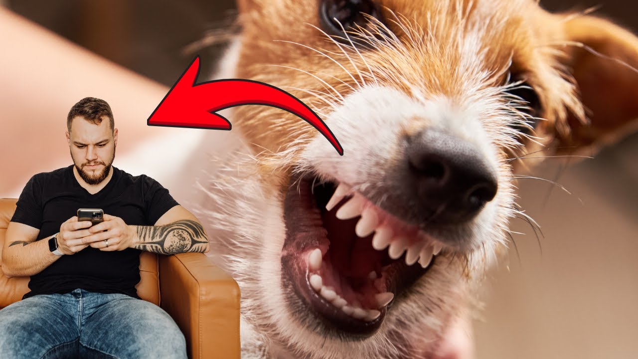 Perros ODIAN en secreto estas 12 actitudes ¡Deja
