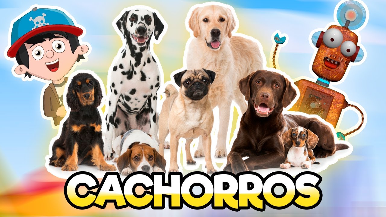CURIOSIDADES SOBRE OS CACHORROS 🐶 - Vídeo Educativo Infantil