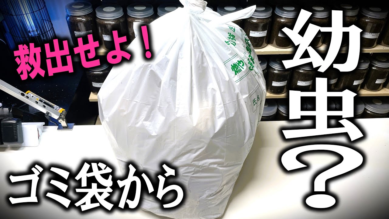大捜索！可燃ごみの中に幼虫がいるらしいので探してみたところ…