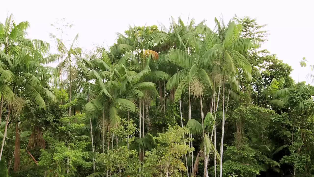 The açai palm (Euterpe oleracea) in Colombia-English subtitles.webm