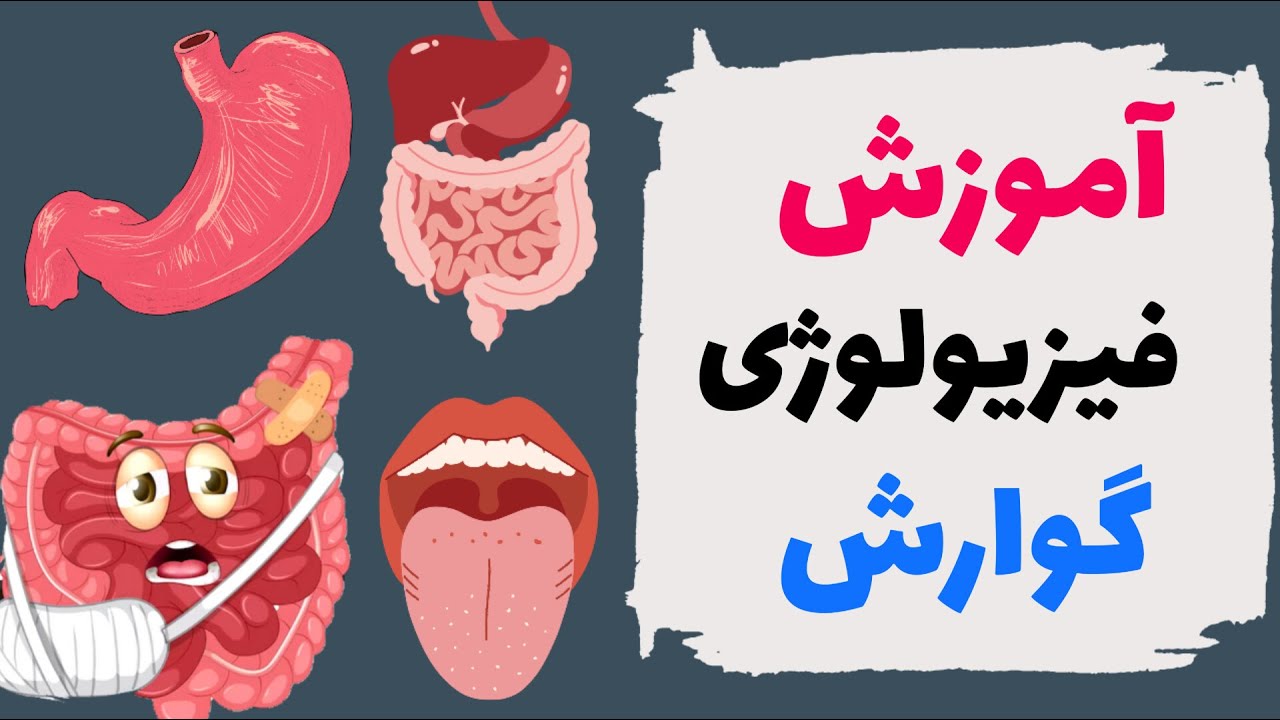 آموزش فیزیولوژی دستگاه گوارش👅 | براساس رفرنس گایتون