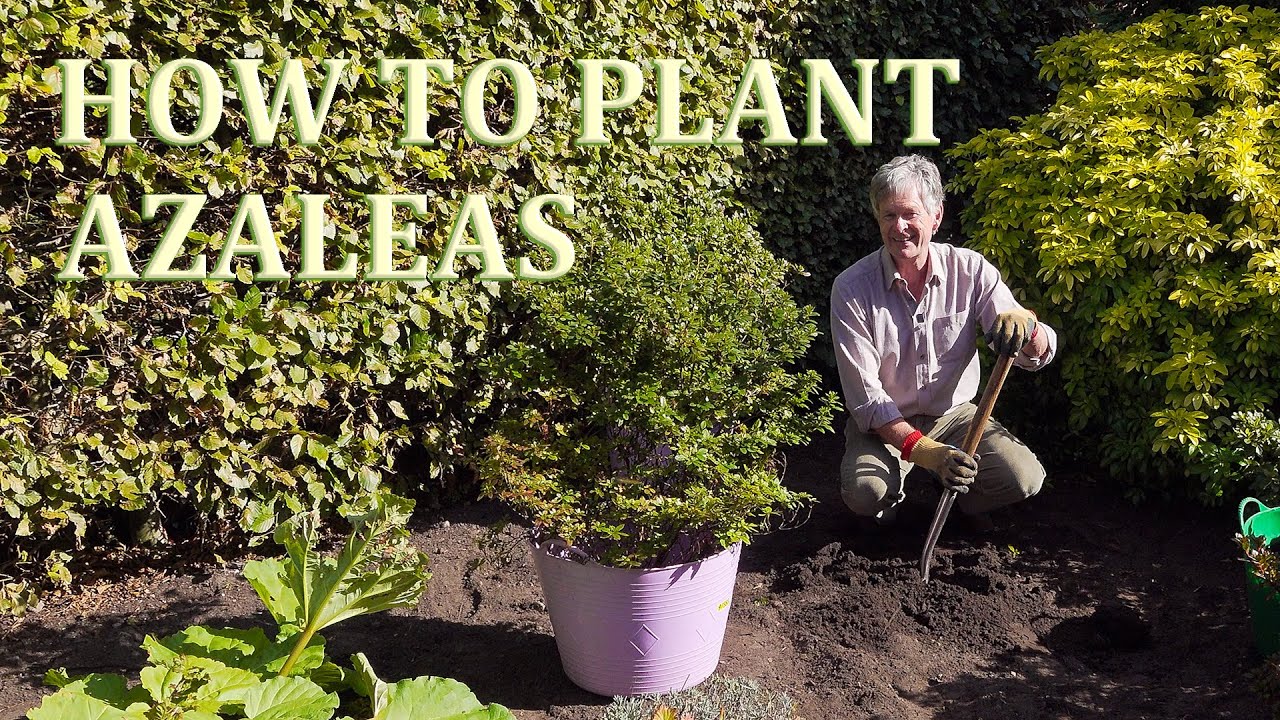 How I plant Azalea Shrubs in My English garden