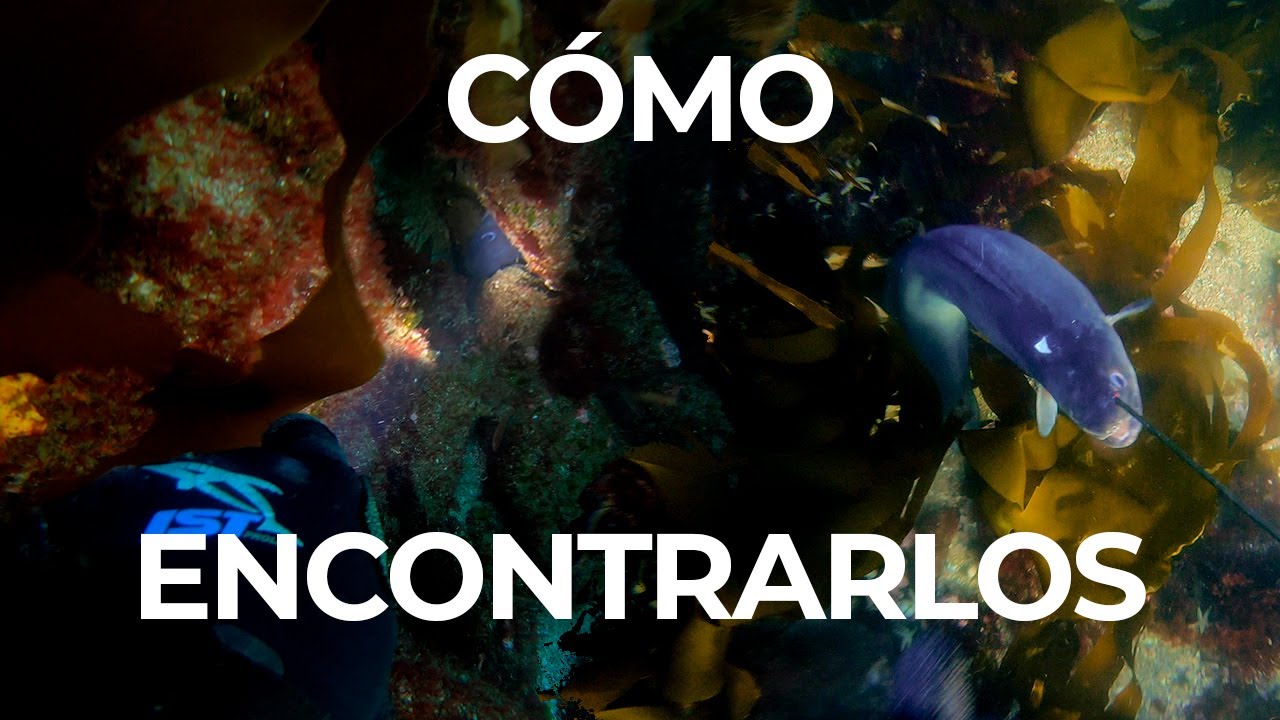 CÓMO ENCONTRAR CONGRIOS 🐍 A PESCASUB + CAPTURA 14 Y 10 KG ⚡