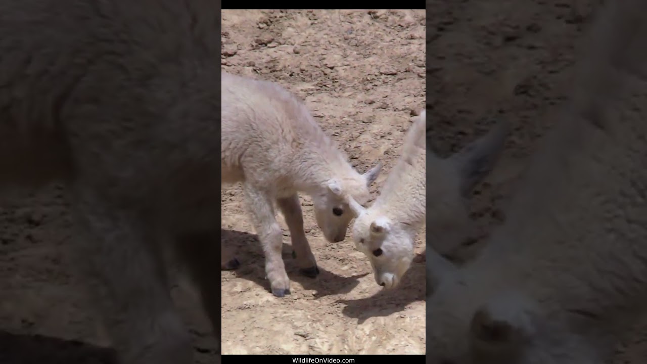 Baby Mountain Goat Mischief until Mum Ends it
