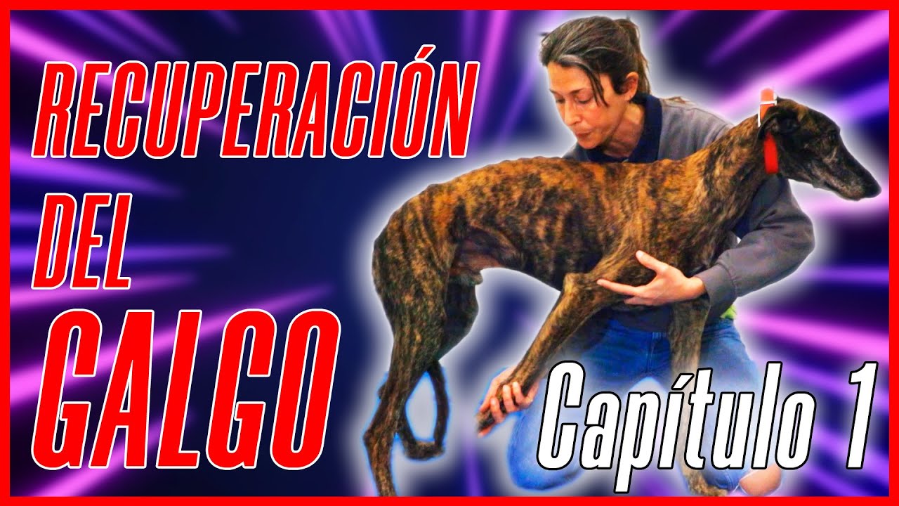 Conoce la MEJOR TÉCNICA para Recuperar a tu GALGO✔️ | CAPÍTULO 1