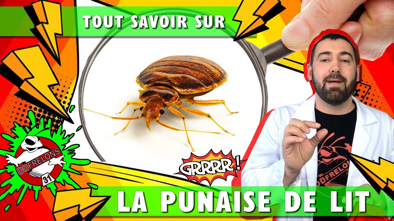 Tout Savoir sur les PUNAISES de Lit 🙄