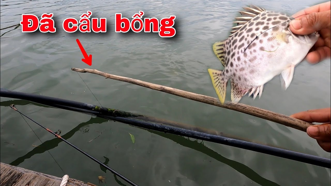 Đang ngồi thì tự dựng bầy Cá Nâu tìm đến | GĐCG #942