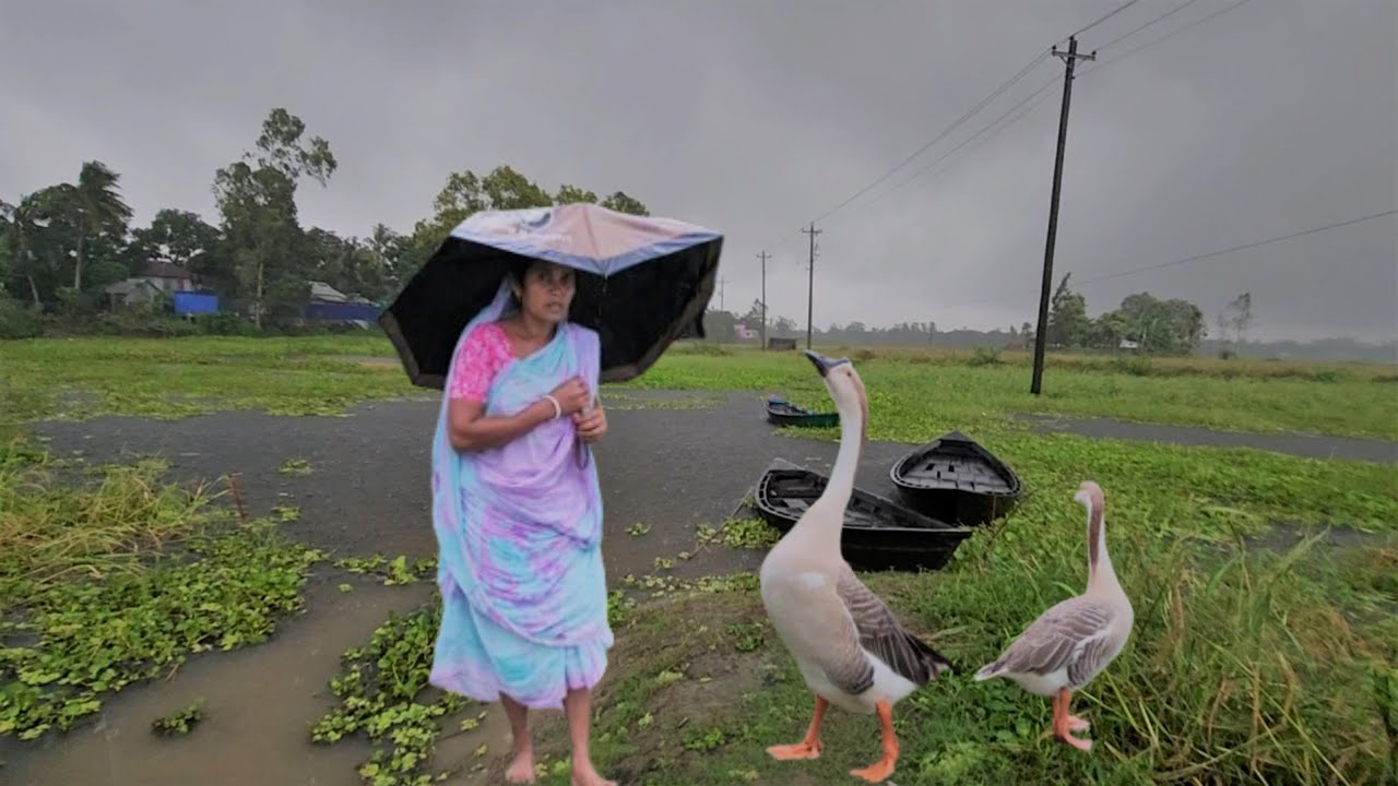 অসময়ের বৃষ্টিতে আমাদের অনেক বড় ক্ষতি হয়ে গেলো । Bangladeshi Village Rain Vlog | Village Vloger |