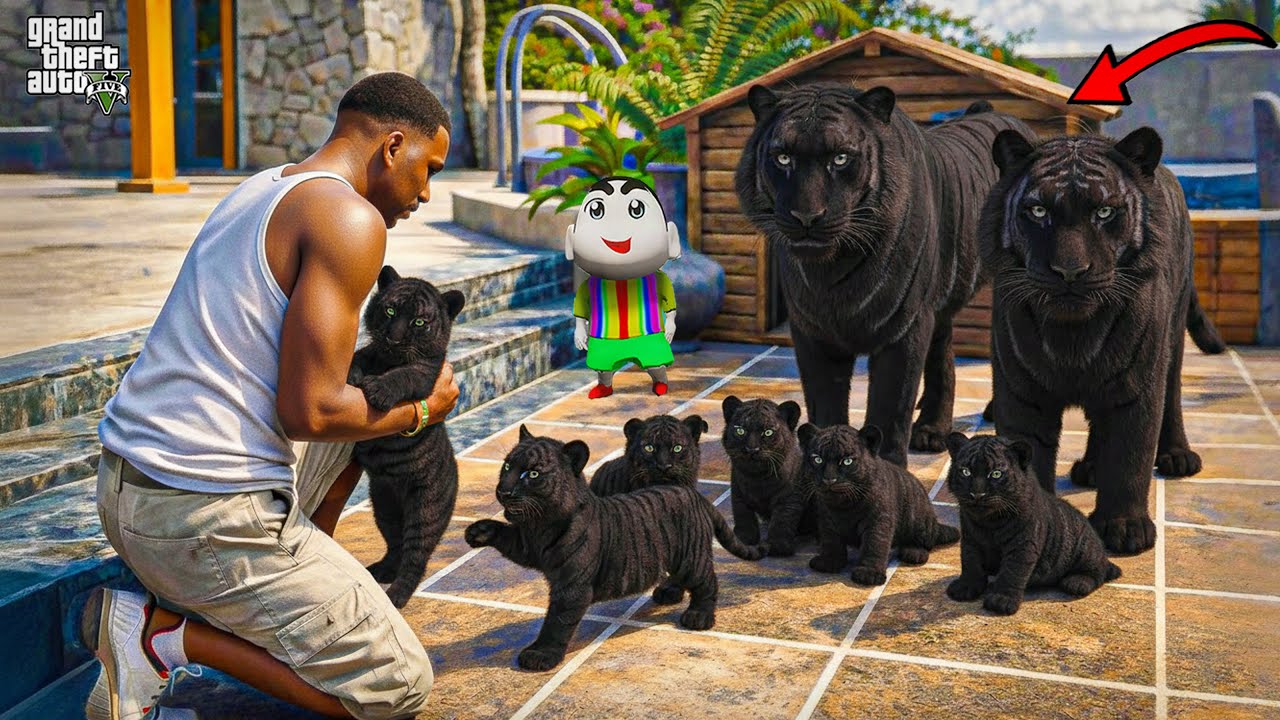 Franklin Finally Found the Rare Black Tiger Family In GTA 5