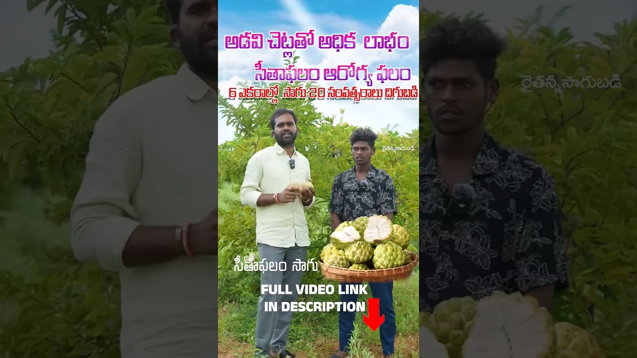 Custard Apple Farmers  Secret Of Profits ! అడవి సీతాఫలం తో లాభాలు